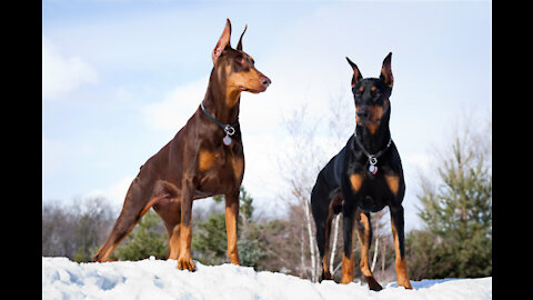 Doberman Pinscher Dog