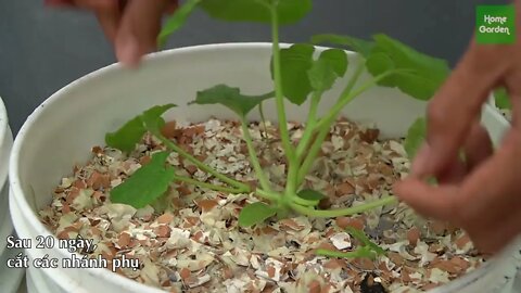 Growing Snow Leopard Melon,bear fruit all summer