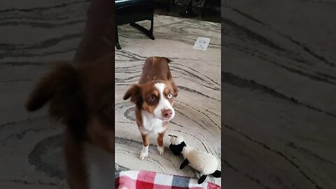 Mini Australian Shepard and sheep stuffed animal. farm dog puppy on the homestead! 🐕🐶😄😃🤣😂#cute