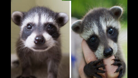 Funniest Baby Raccoons