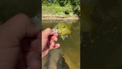 5th fish of the day! Red breast Sunfish #fishing #outdoors #nature