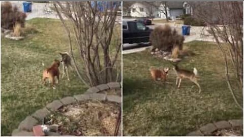 Cagnolina instancabile e cucciolo di cervo si divertono insieme