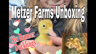 Metzer Farms Ducklings