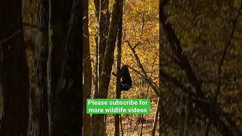 Virginia Black Bear #blackbears #shortsfeed #nature #shorts #wildlife