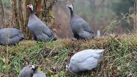 #birds #joeybmanifestluv Joey B. Photography