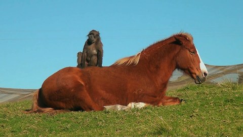 Horse And Baboon Are Animal Best Friends