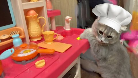 Mom cat cooks lunch