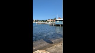 Double Bay Ferry Sydney