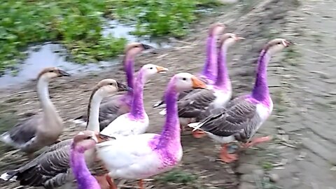 A flock of swan-Beautiful geese -Geese video-Swan video.