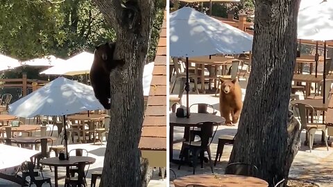 Mama bear & cubs run into woods after hanging out in tree