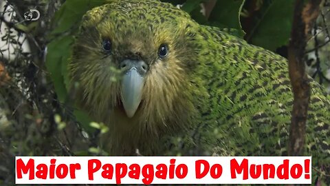 Maior Papagaio Do Mundo (Kakapo)