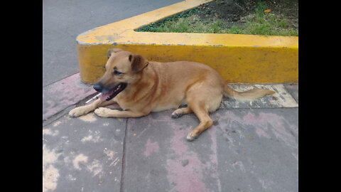 Canelo el perro paciente