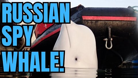 New U.S. Propaganda: Russia Has Spy Whales