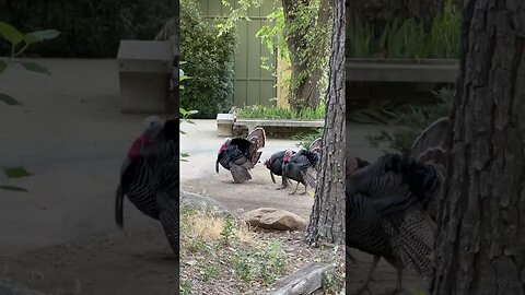 3 Turkeys making their Rounds, masculinity display, females close.