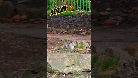 Scram🐿 #nature #squirrel #naturelovers #wildlife #wildlifeanimals #outdoors #outdoorlife #autumn