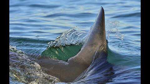 Tested and Tossed by Large Great White Shark