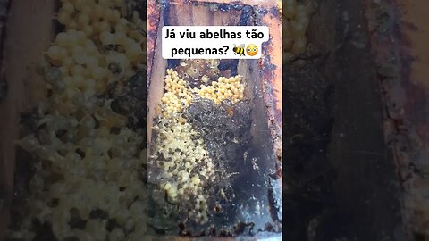 Já viu abelhas tão pequenas? 🐝😳