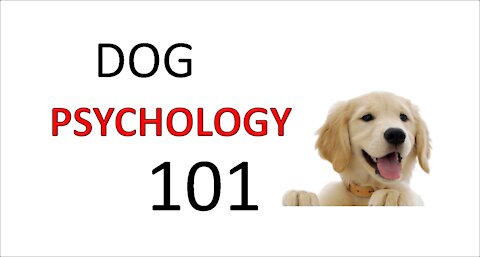 Dog Psychology 101