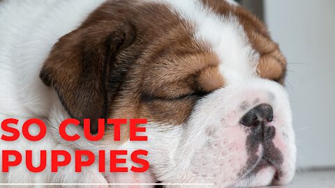 #The_Loveliest_Animals dog,puppy,puppies,puppies videos,dog video,baby puppies ,cute dog,funny dog