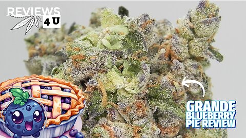 GRANDE BLUEBERRY PIE STRAIN REVIEW | REVIEWS 4 U - DANK BUD