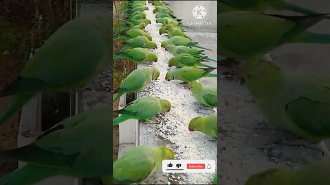 Green Parrots #birds #greenparrot #viral