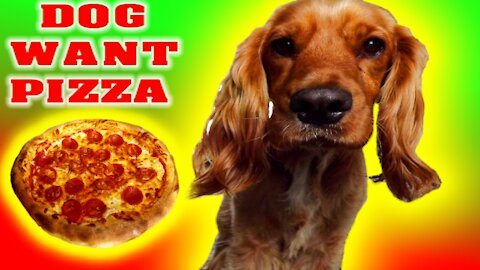 Cocker Spaniel Want's Pizza