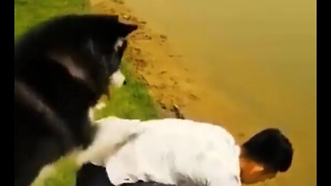 🐶 Funny Dog Videos 2022 🐶 EPISODE 3 🤣 It’s time for ANOTHER LAUGH with these crazy dogs 🐕