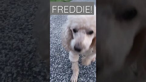 Freddie is the most sweet and gentle pup ever. I can't believe how time goes by he's 16 and change.