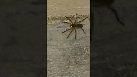 Wolf Spider's eyes glow different colors