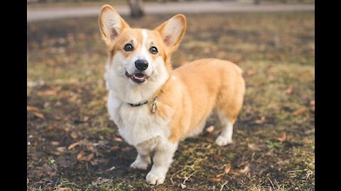 Corgi fooling around Compilation, corgi are cute