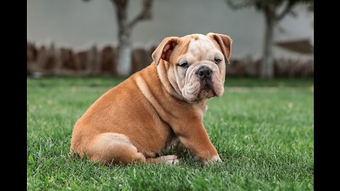 ENGLISH BULLDOG BREED REVIEW