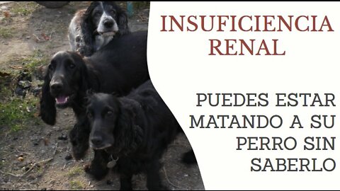 Insuficiencia renal en perros o gatos - No matas a su perro Cocker Spaniel