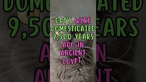 🕵️‍♂️Uncovering a Fact of History!! #shortsfact #historicalfacts #historyfacts #egyptianhistory #cat