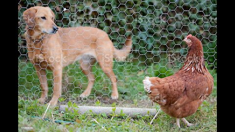 Chicken VS Dog soo funny🤣