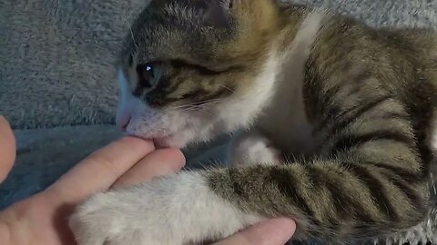 Adorable Baby Cat Licks My Fingers