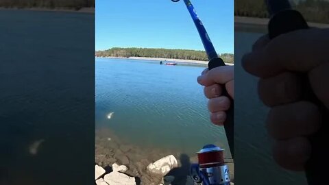 Bank Fishing For Whatever Bites #shorts #fishing #fun