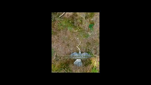 Incredible flight of birds in the sky