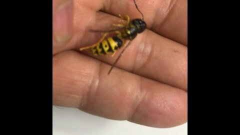 Yellow jacket fly