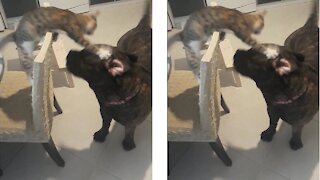 Bullmastiff Plays With Kitten She Helped Raise