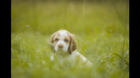 Videos mas Divertidos, Lindos y Tiernos de Cachorros,Ternuritas, Cutiest and Funiest Videos Puppys