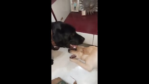 Black Labrador gets irritated by puppy