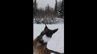 Snow balls are edible