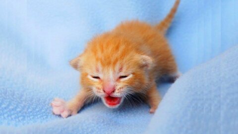 8 Little-Known Facts About cats funny