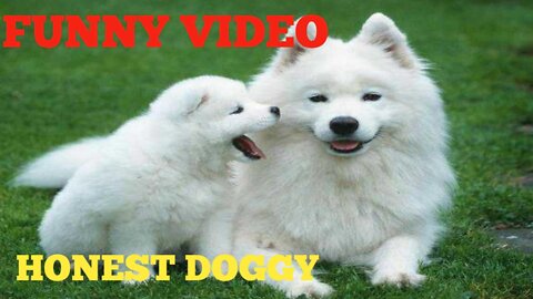 NWE_ FUNNY _ DOG_ VIDEO