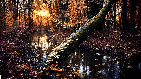 A Peaceful Retreat with Bird Chirps and Gentle Stream