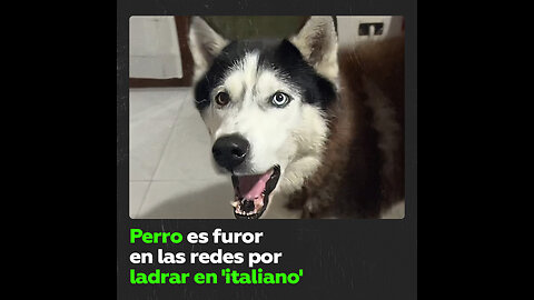 Perro husky con acento italiano causa sensación en redes