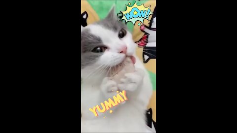 Cat eating ?