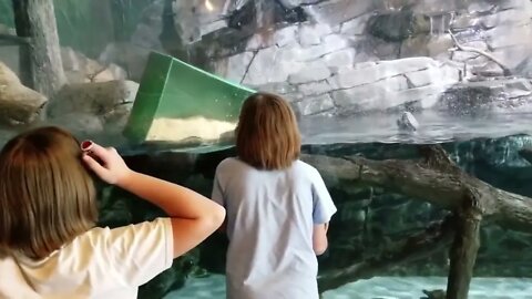 Beluga Whale is AMAZED by Tricks! | Funny Aquarium Videos