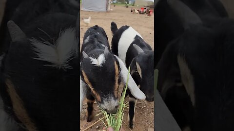 Goats on the ranch day 2! Can I get them to trust me?