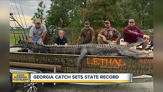 Gator hunters haul in a huge catch